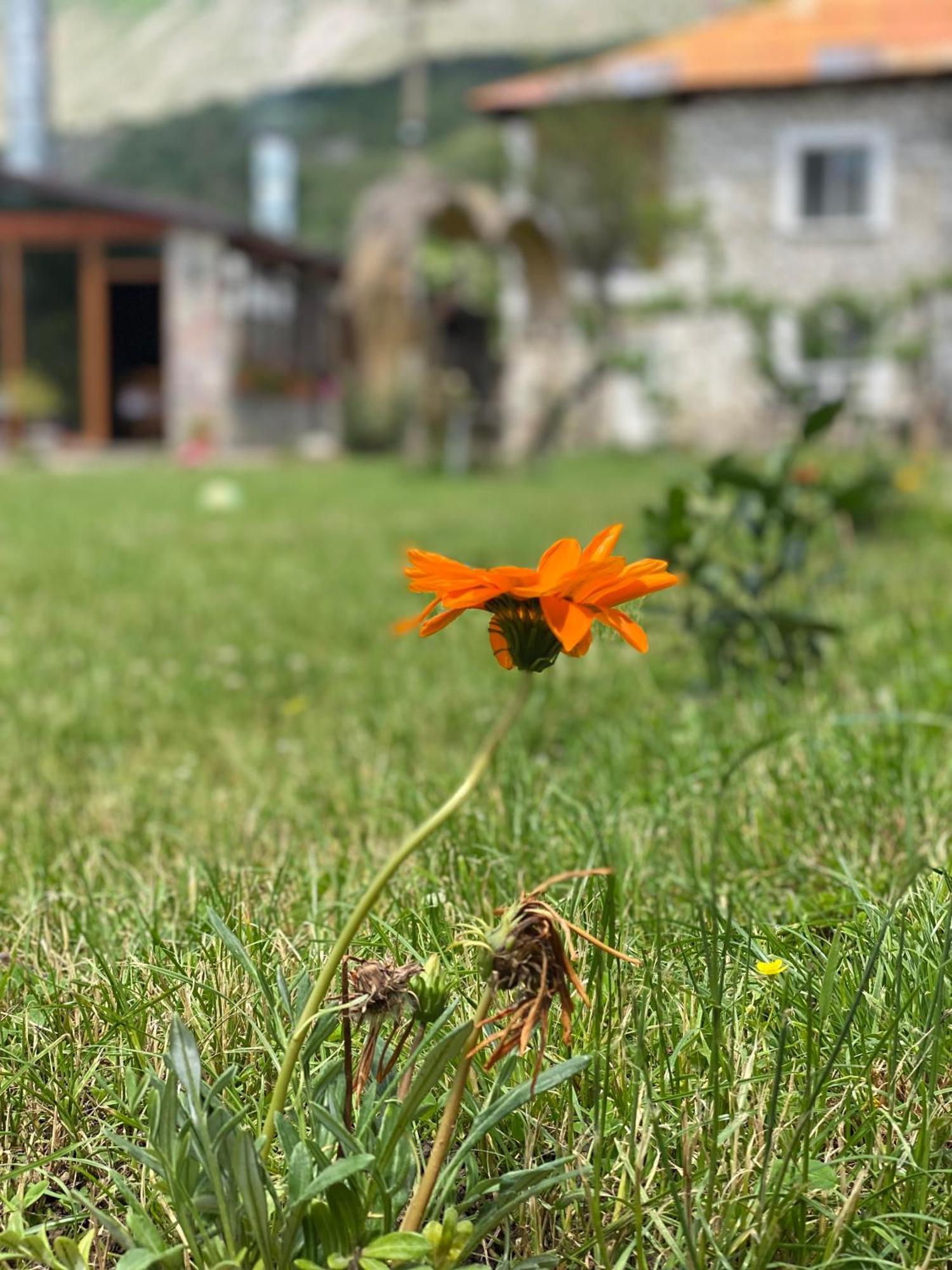 Vila Disha Villa Tiranë Eksteriør bilde